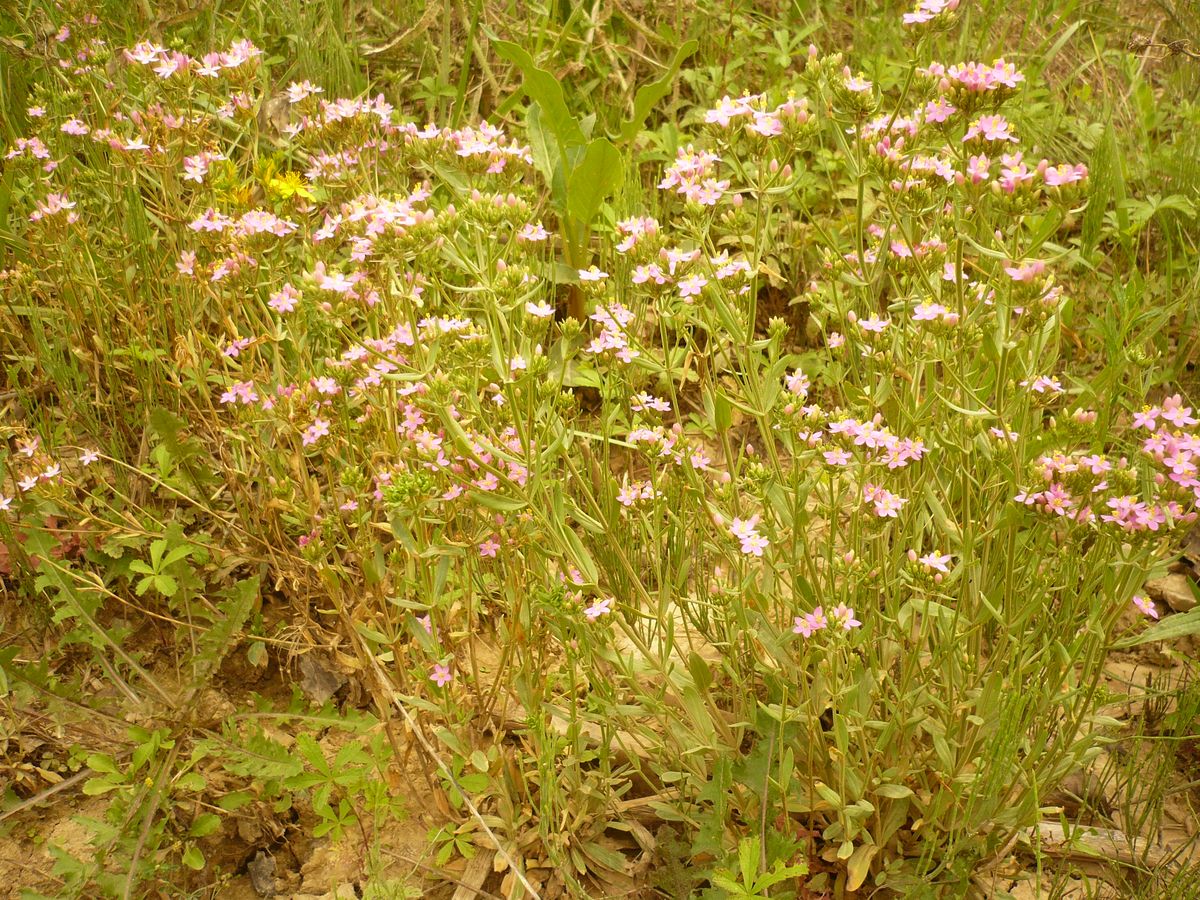 Centaurium erythraea subsp. grandiflorum (Gentianaceae)